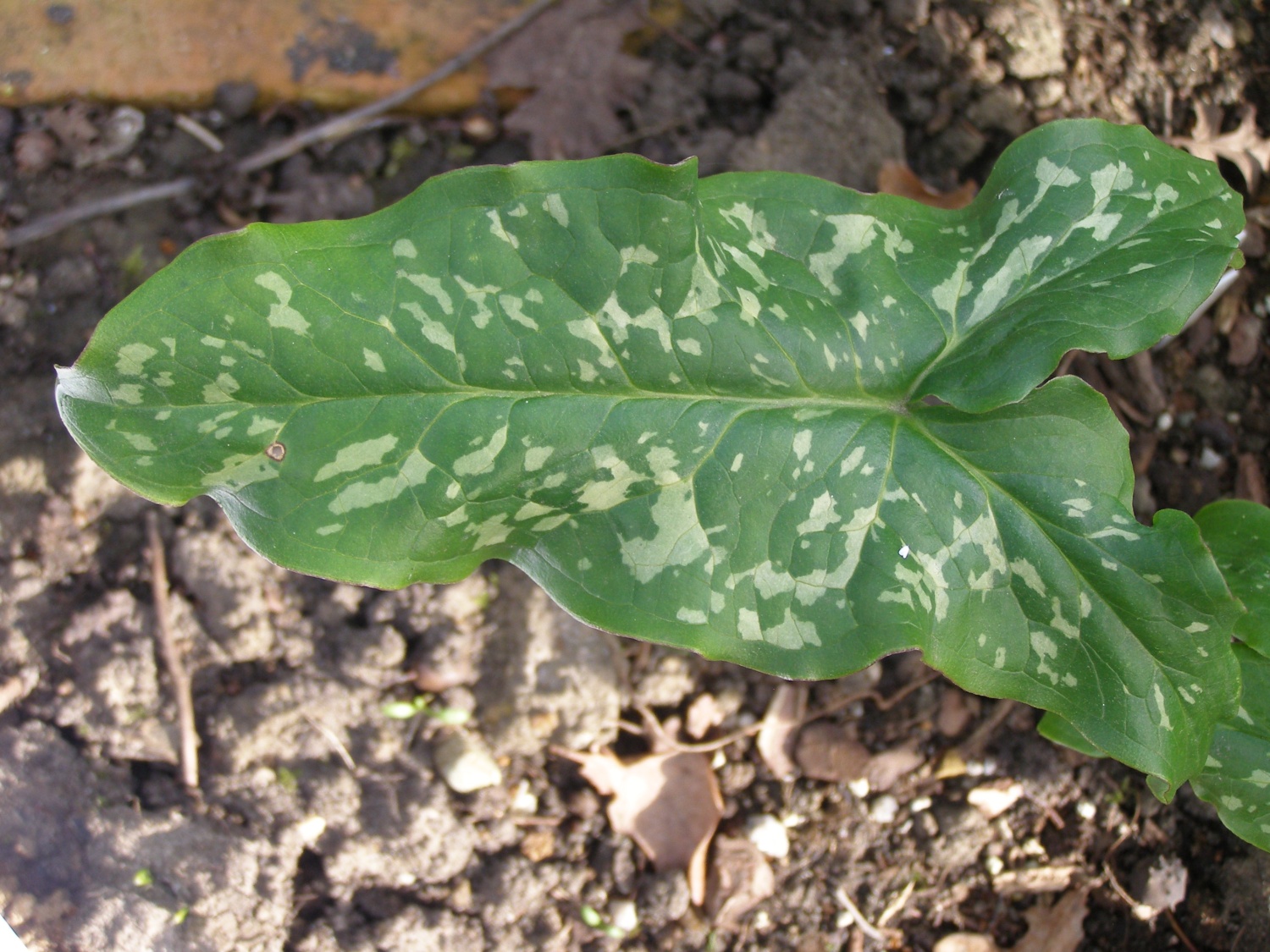 Arum 'Splish Splash'